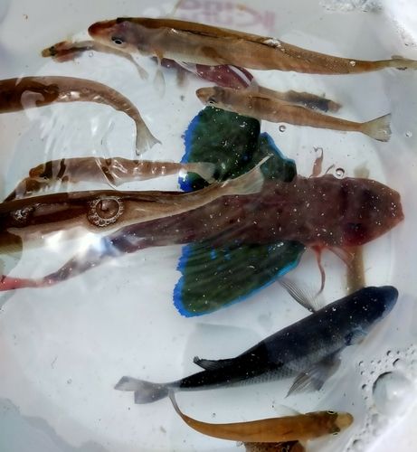 キスの釣果