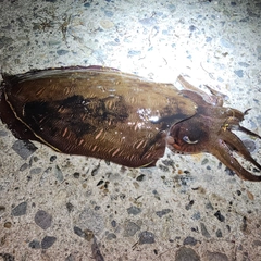 モンゴウイカの釣果