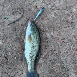 ラージマウスバス