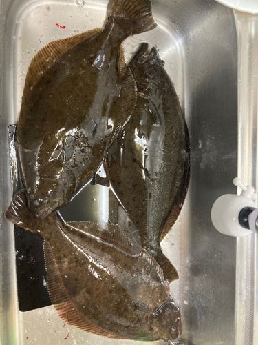 ヒラメの釣果