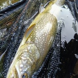 レイクトラウト