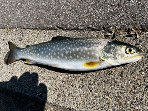 アメマスの釣果