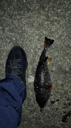 フグの釣果