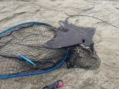 ナルトビエイの釣果