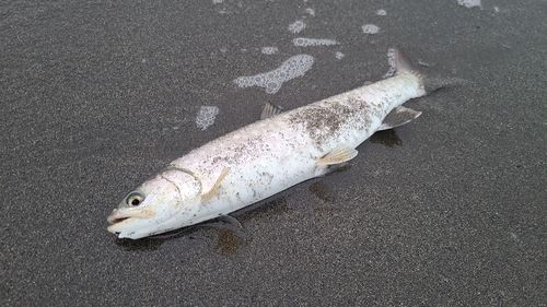 アメマスの釣果