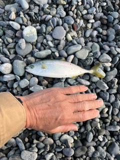 ワカシの釣果