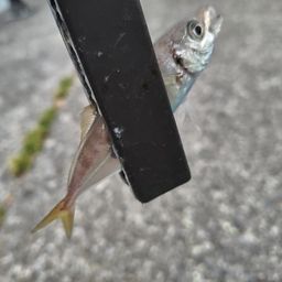 アジ
