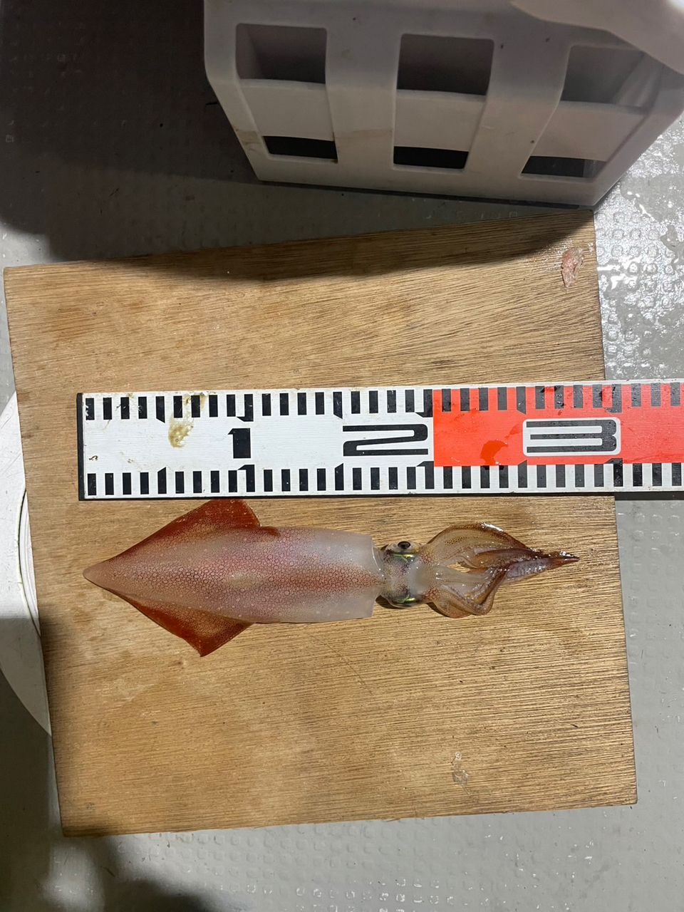 田畑良朗@なつき丸さんの釣果 2枚目の画像