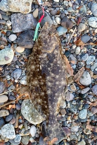 ヒラメの釣果