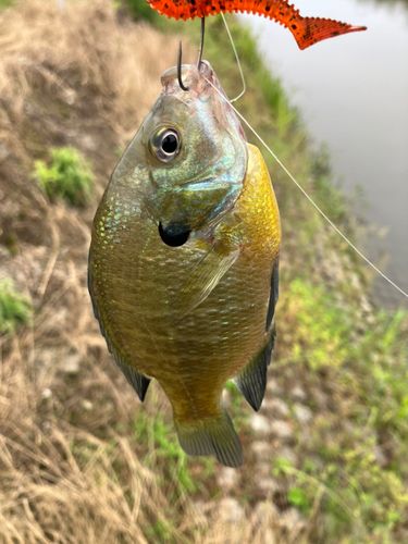 ブルーギルの釣果