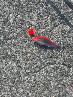 アカササノハベラの釣果