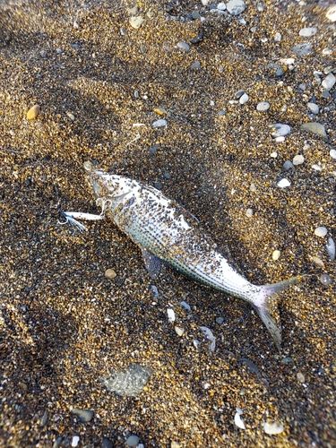 コノシロの釣果