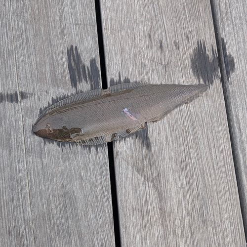 クロウシノシタの釣果