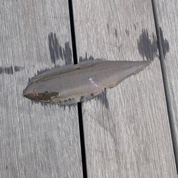 クロウシノシタ