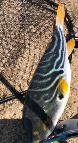 シマフグの釣果