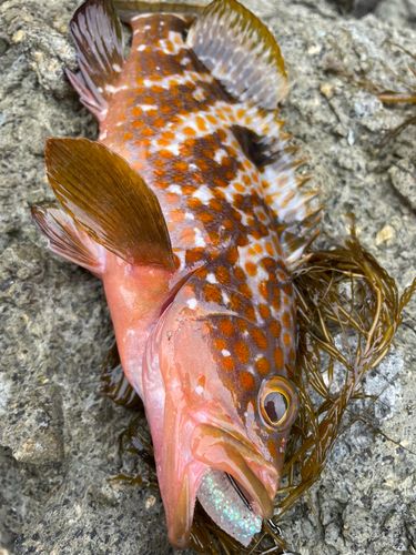 キジハタの釣果