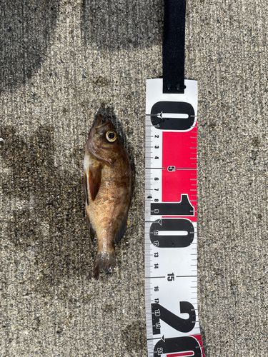 メバルの釣果