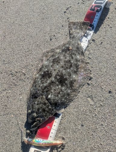ヒラメの釣果