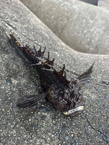 オニオコゼの釣果