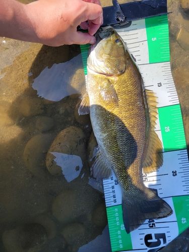スモールマウスバスの釣果