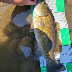 スモールマウスバス