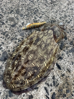 モンゴウイカの釣果