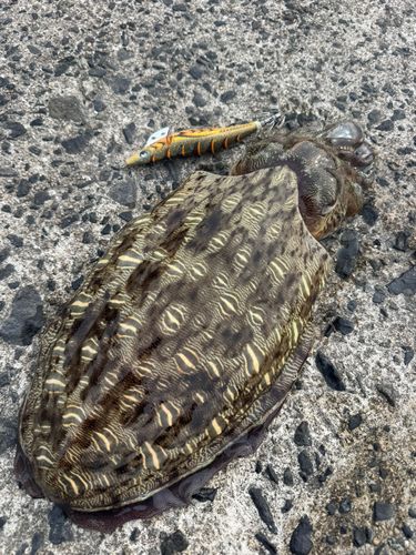 モンゴウイカの釣果