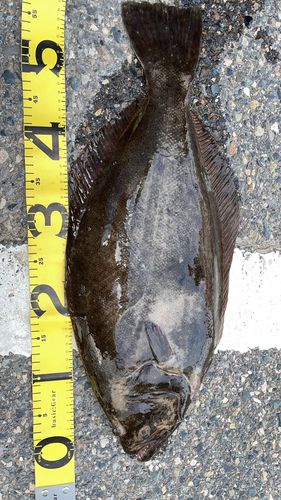 ヒラメの釣果