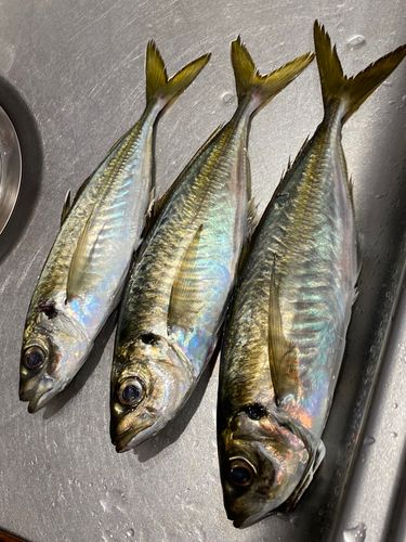 アジの釣果