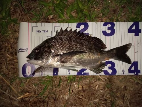クロダイの釣果