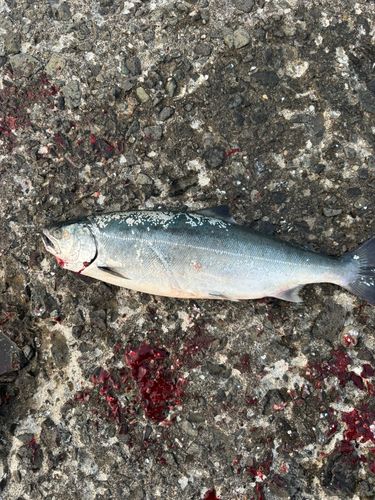 サクラマスの釣果