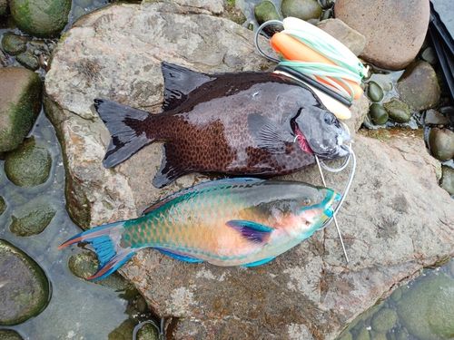 イシガキダイの釣果