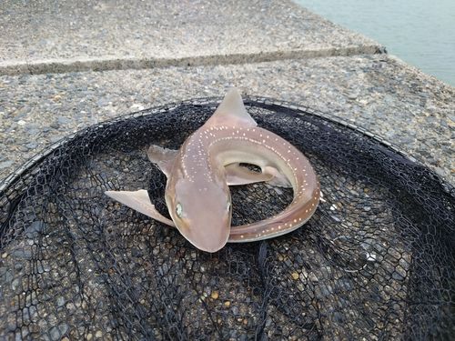 ホシザメの釣果