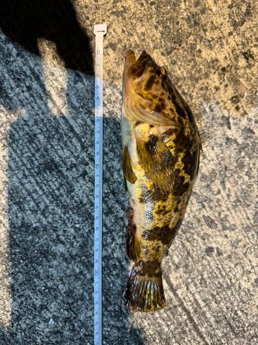 タケノコメバルの釣果