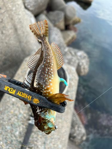 アナハゼの釣果