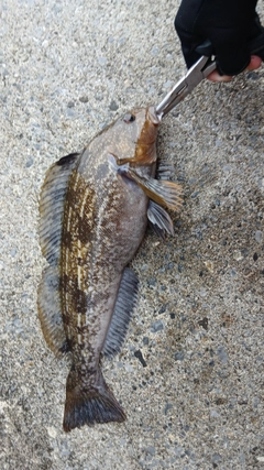 アイナメの釣果