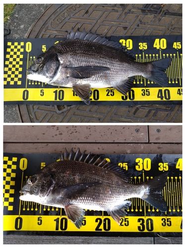 クロダイの釣果