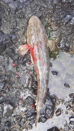 マゴチの釣果