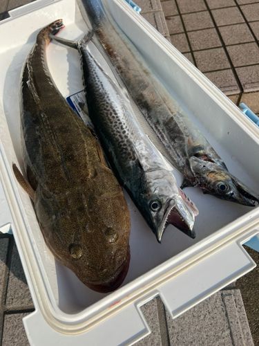 サゴシの釣果