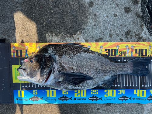 クロダイの釣果