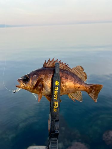 アカメバルの釣果