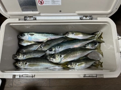 マアジの釣果