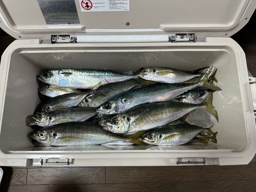 マアジの釣果