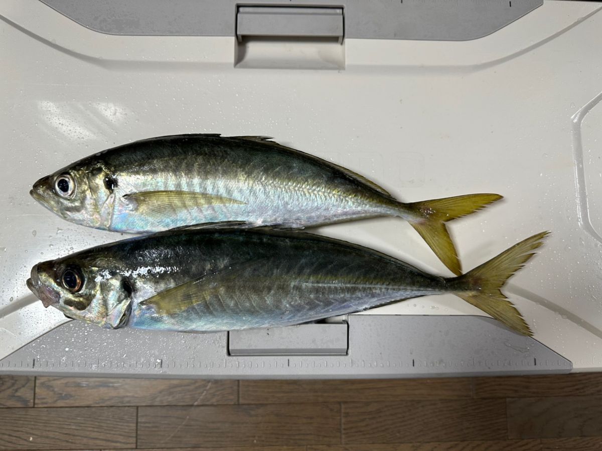 釣りキッチさんの釣果 2枚目の画像