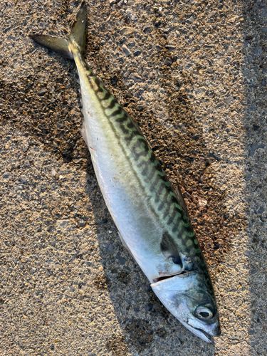 サバの釣果