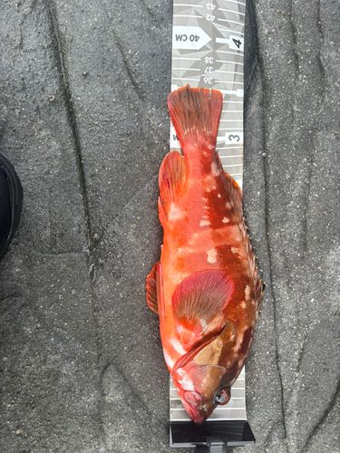 アカハタの釣果