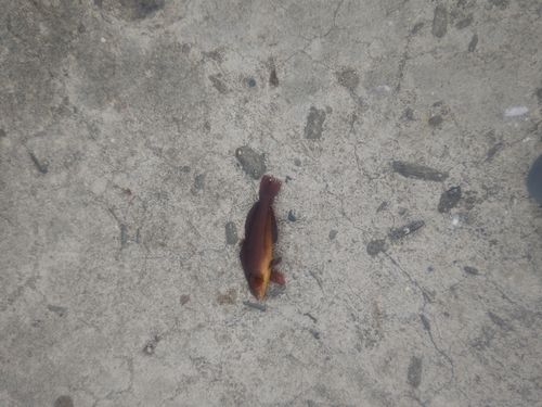 アイナメの釣果