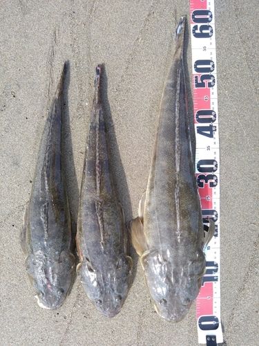 マゴチの釣果