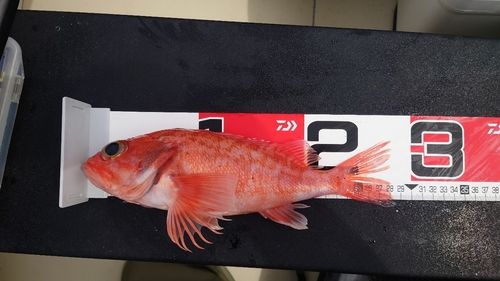 ユメカサゴの釣果