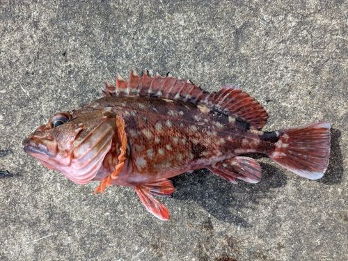 カサゴの釣果
